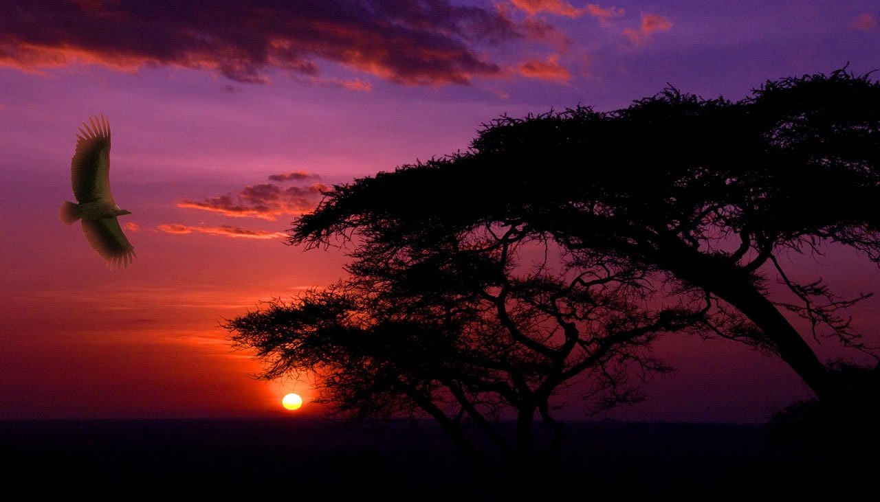 The Aesthetics of Traditional Music in World Cultures